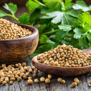 Coriandrum sativum Cilantro Coriander Seeds