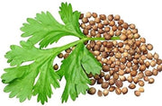 Coriandrum sativum Cilantro Coriander Seeds