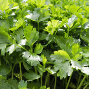 Cilantro Coriander Seeds - Herbal Seeds