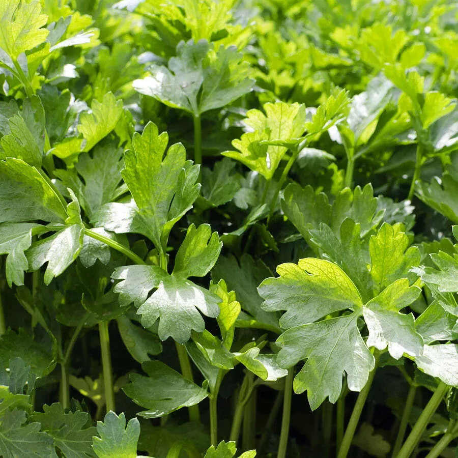 Cilantro Coriander Seeds - Herbal Seeds