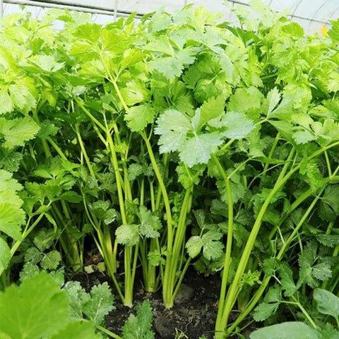 Coriandrum sativum Cilantro Coriander Seeds