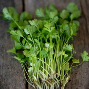 Large Leaf Cilantro Seeds, Herbal