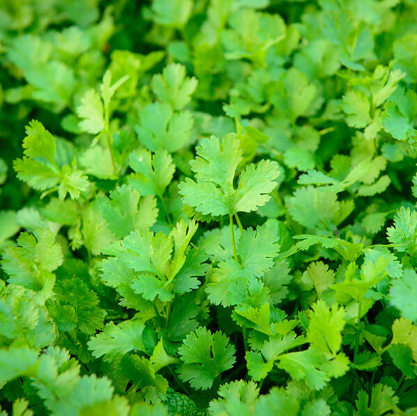 Organic Dwarf Lemon Cilantro Seeds, Herbal