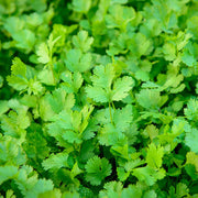 Organic Dwarf Lemon Cilantro Seeds, Herbal