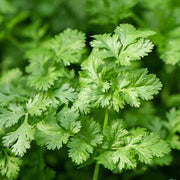 Organic Dwarf Lemon Cilantro Seeds, Herbal