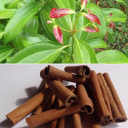Aromatic Spice Cinnamon Seeds, Herbal