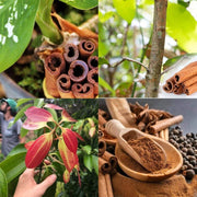 Aromatic Spice Cinnamon Seeds, Herbal
