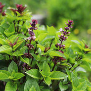 Aromatic Cinnamon Basil Seeds