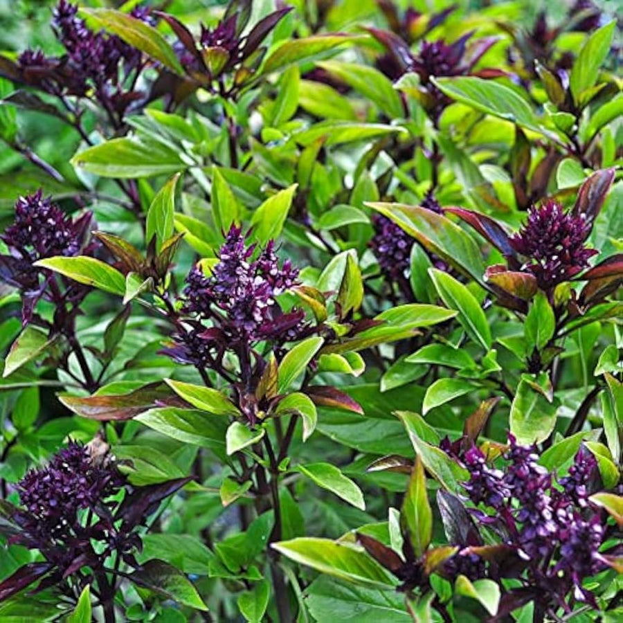Aromatic Cinnamon Basil Seeds