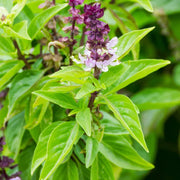 Aromatic Cinnamon Basil Seeds