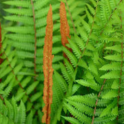 Cinnamon Fern Spores Seeds - Flower Plant
