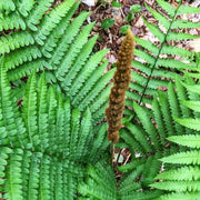 Cinnamon Fern Spores Seeds - Flower Plant