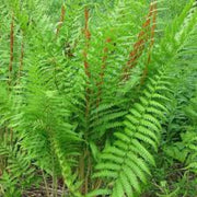 Cinnamon Fern Spores Seeds - Flower Plant