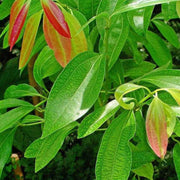 Aromatic Spice Cinnamon Seeds, Herbal