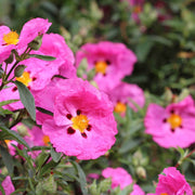 Pink Rock Rose Seeds