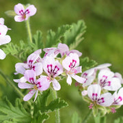 Fragrant Citronella Seeds