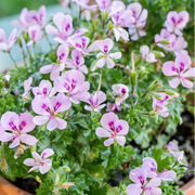 Fragrant Citronella Seeds