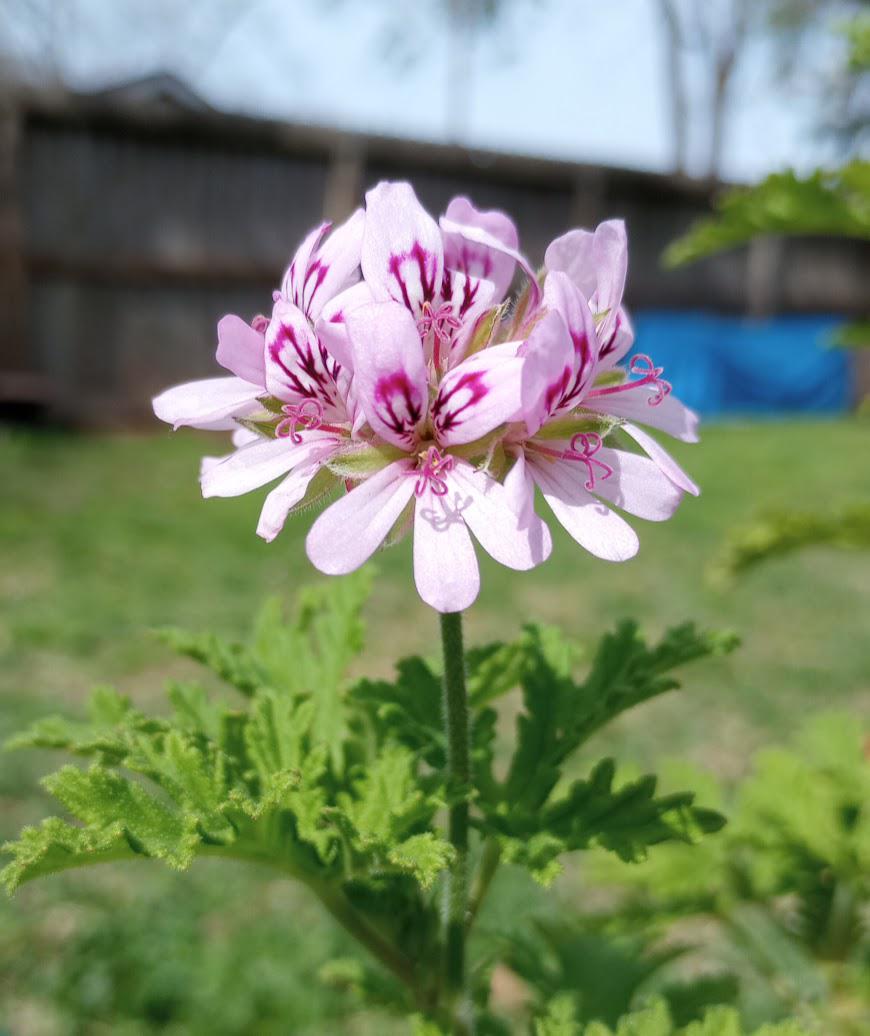 Fragrant Citronella Seeds