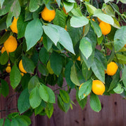 Citrus Meyer Lemon Seeds