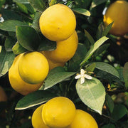 Citrus Meyer Lemon Seeds