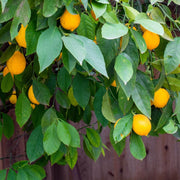 Citrus Meyer Lemon Seeds