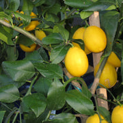 Citrus Meyer Lemon Seeds