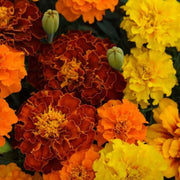 French Seeds, Tagetes patula