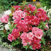Elegant Clarkia Seeds