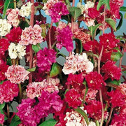 Elegant Clarkia Seeds
