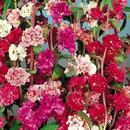 Double Rose Red Clarkia Seeds