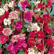 Double Rose Red Clarkia Seeds