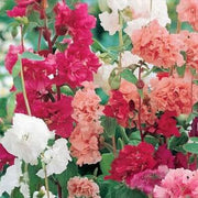 Double Rose Red Clarkia Seeds