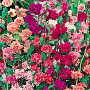 Double Rose Red Clarkia Seeds