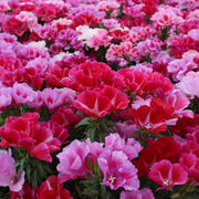 Elegant Clarkia Seeds