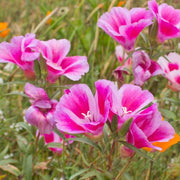 Pink Amoena Clarkia Seeds