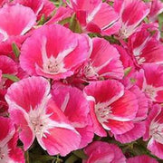 Pink Amoena Clarkia Seeds