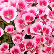 Pink Amoena Clarkia Seeds