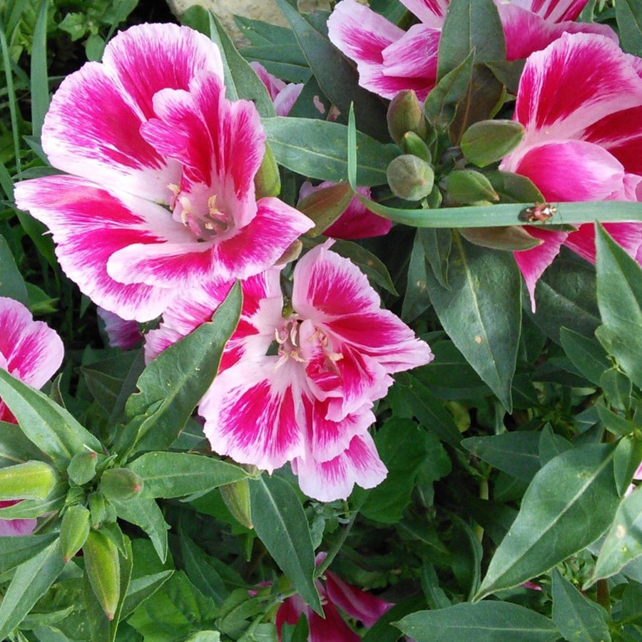 Godetia Flower Seeds, Clarkia amoena Flower Seeds