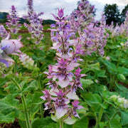 Aromatic Clary Sage Seeds