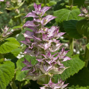 Aromatic Clary Sage Seeds