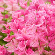 Pink Clary Sage Seeds