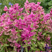 Pink Clary Sage Seeds
