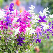 Salvia viridis horminum Clary Sage Seeds, Herbal
