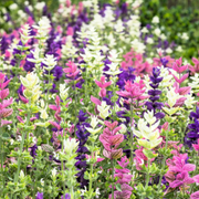 Salvia viridis horminum Clary Sage Seeds, Herbal