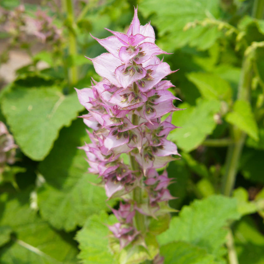 Aromatic Clary Sage Seeds