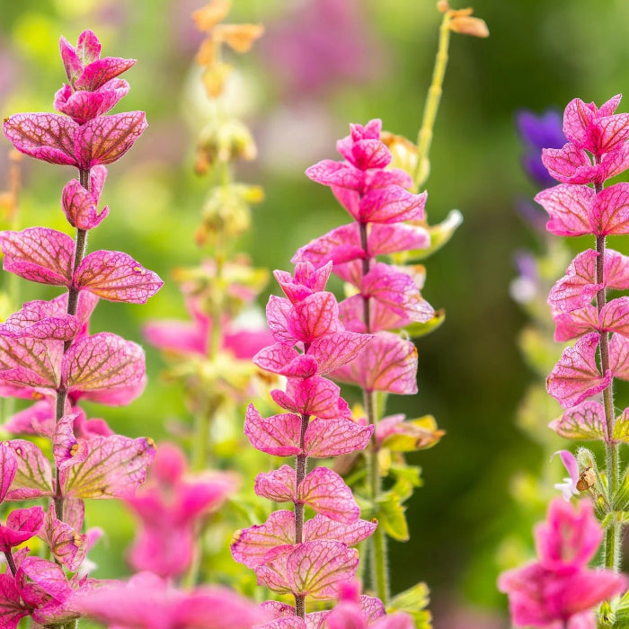 Pink Clary Sage Seeds