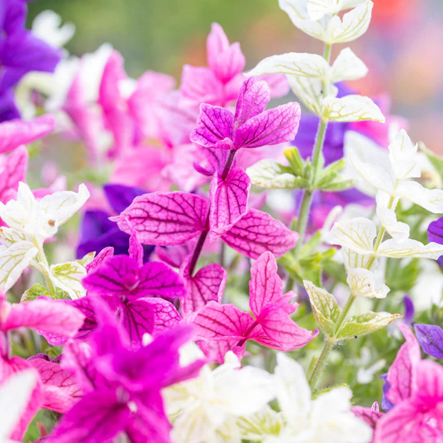 Salvia viridis horminum Clary Sage Seeds, Herbal