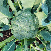 Broccoli Seeds – Brassica oleracea var. italica