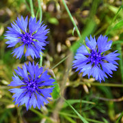 Cornflower Seeds – Centaurea cyanus
