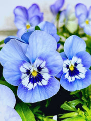 Pansy Seeds – Viola × wittrockiana